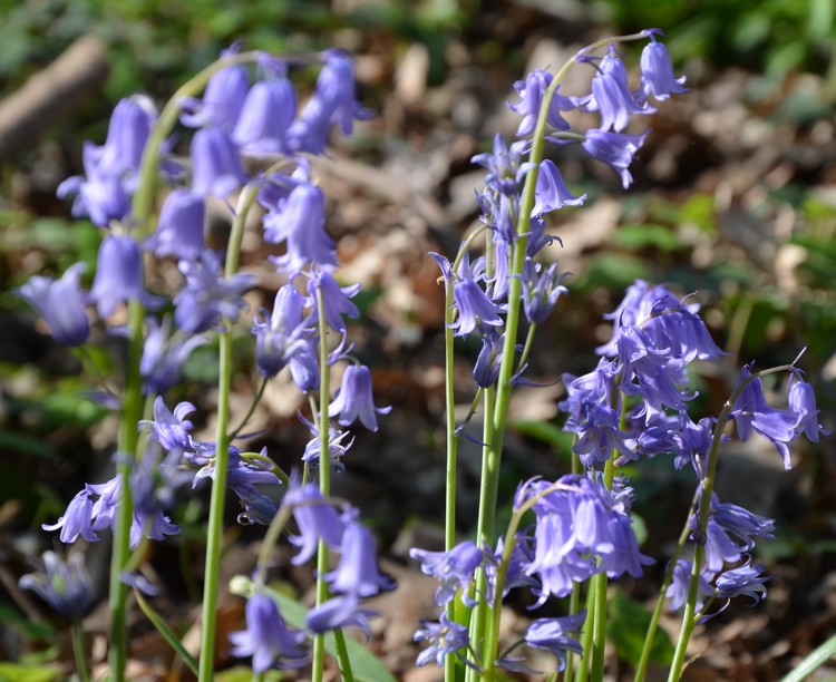 Hyacinthoides hispanica? No, Hyacinthoides non-scripta